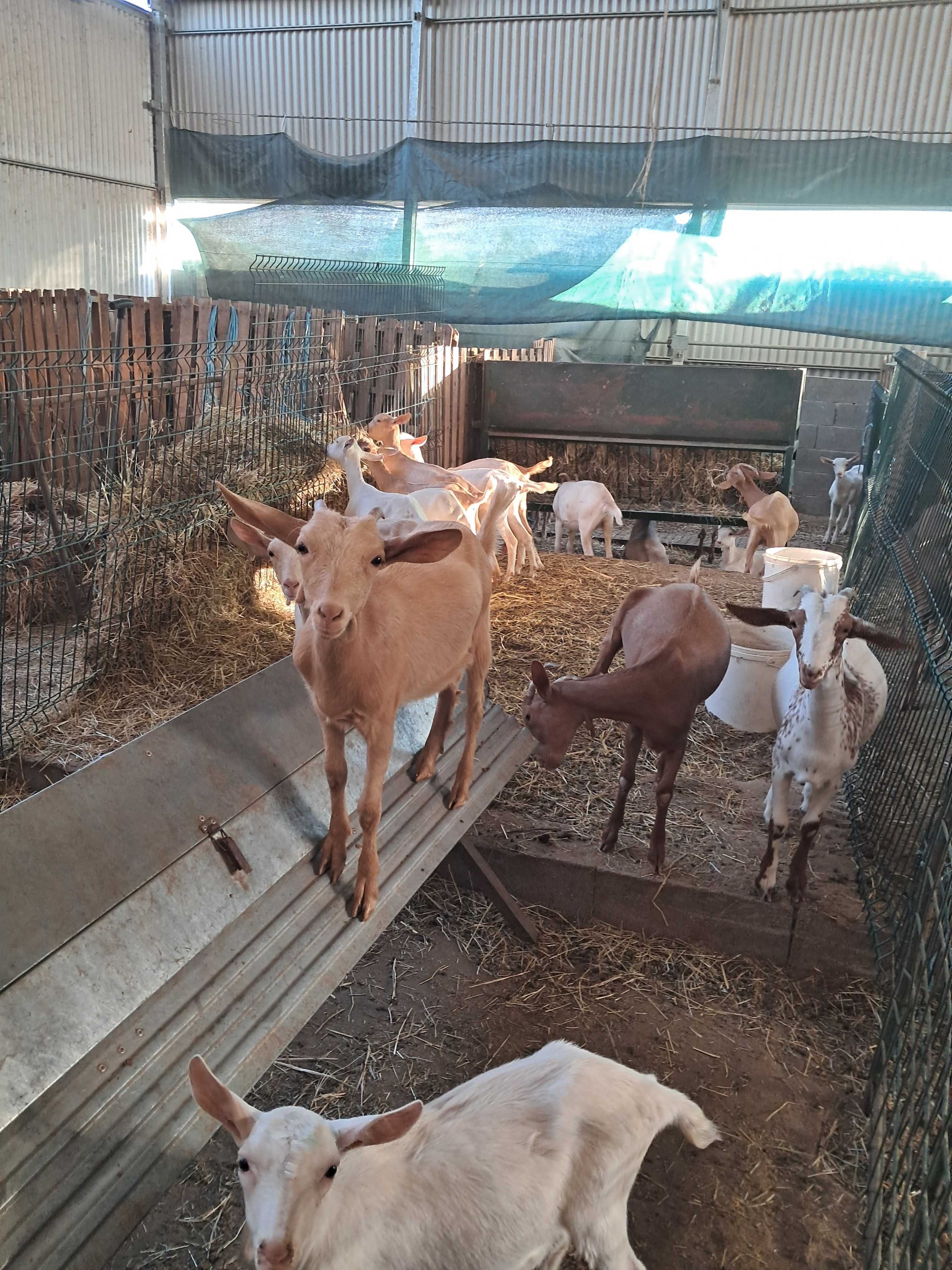 Venda de rebanho de cabras B4