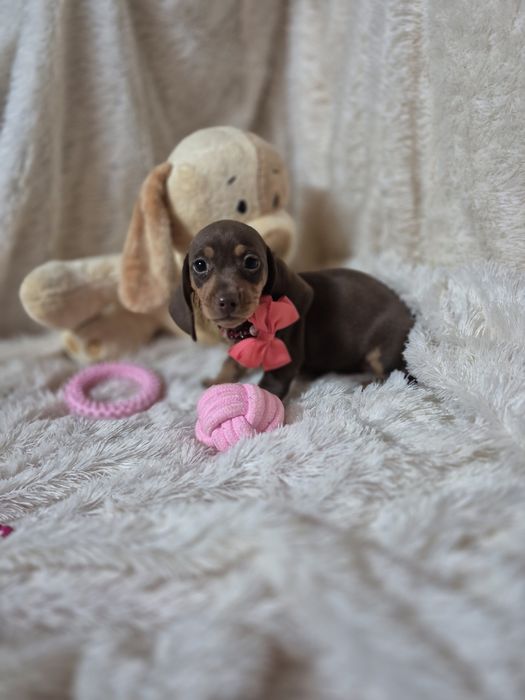 Tecke Kanichen Fêmea Chocolate Tan Criadora Registada PT3088FL