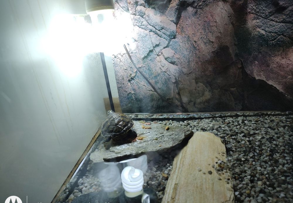 Sprzedam żółwia wodno-londowego żółtouchego wraz z aquaterrarium.