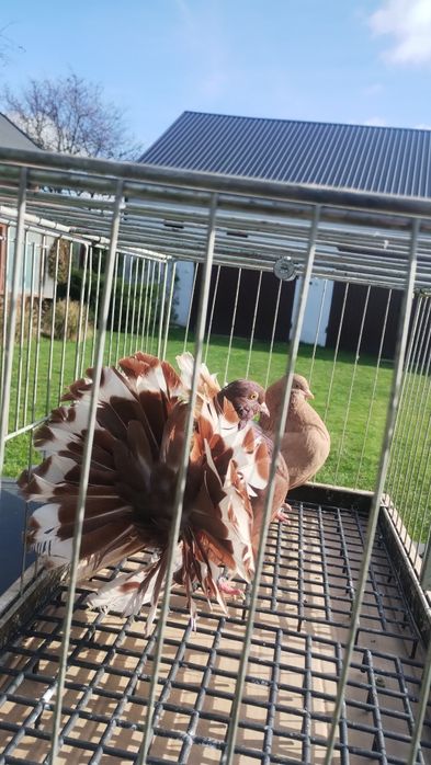 Pawiki gołębie ozdobne