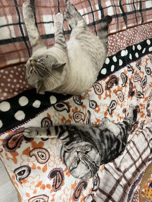 Очень красивые шотландские котята