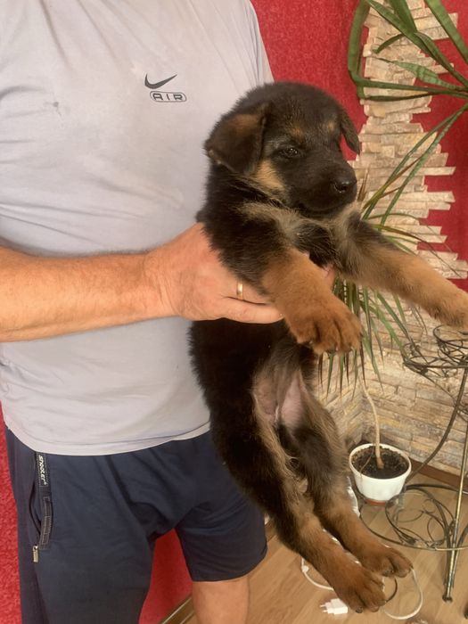 Продам цуценят Німецької вівчарки