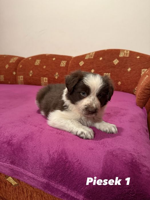 Piesek Border Collie