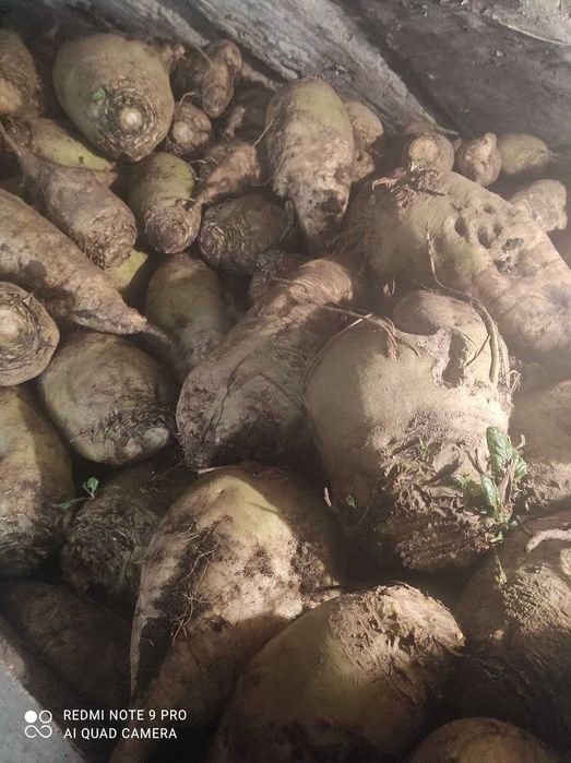 Продається великий кормовий буряк