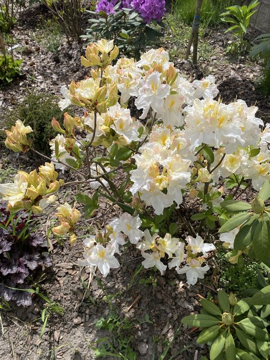 Азалія великоквіткова , морозостійка , рододендрони