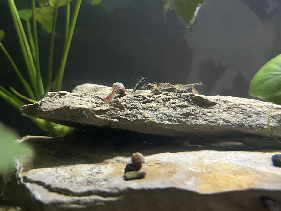 Camarões Neocaridina