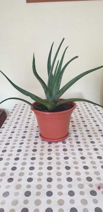 Planta Aloe Vera