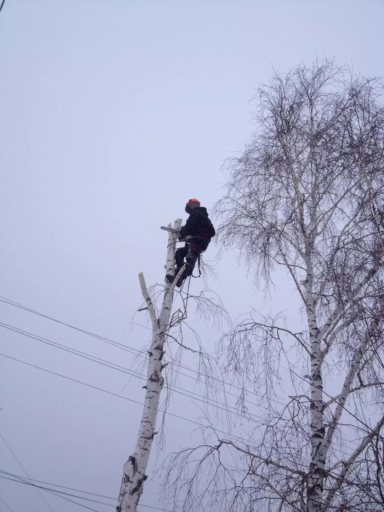 Зрізання та обрізка дерев; розчищення ділянок; порізка та рубання дров