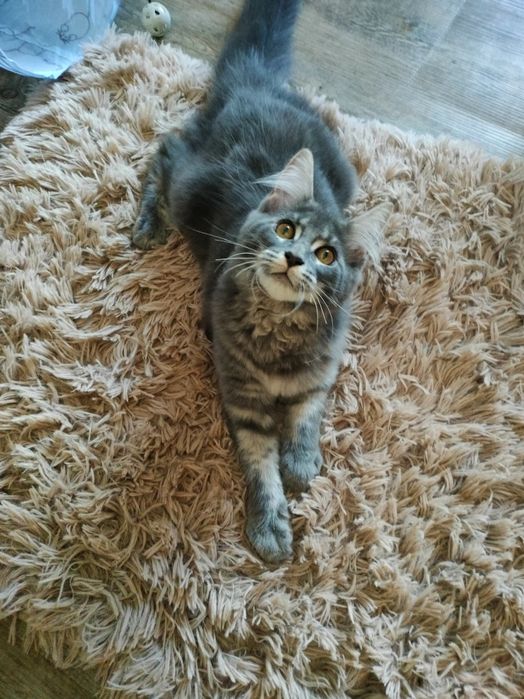 Kot maine coon, kocurek gotowy do odbioru