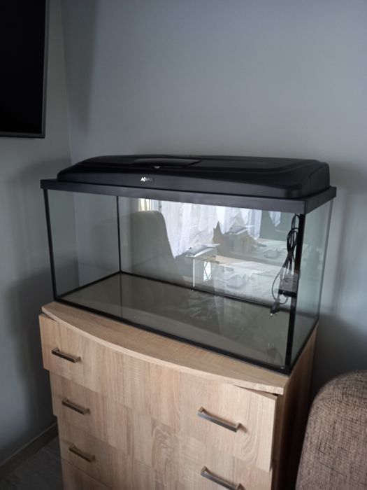 Akwarum z żółwiem