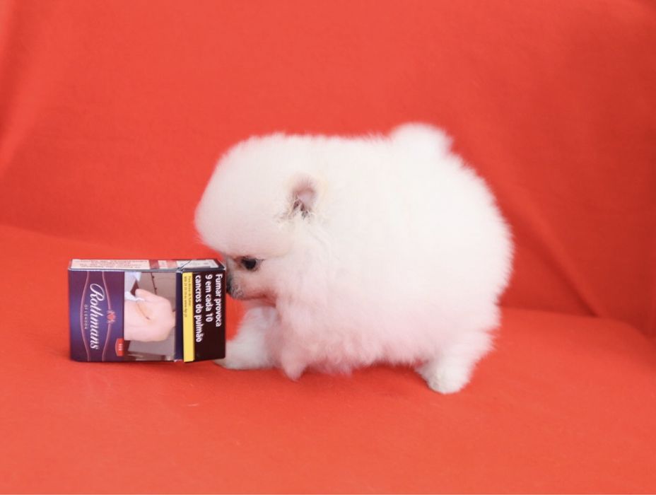 Lulu da Pomerânia Maravilhoso LOP e Afixo