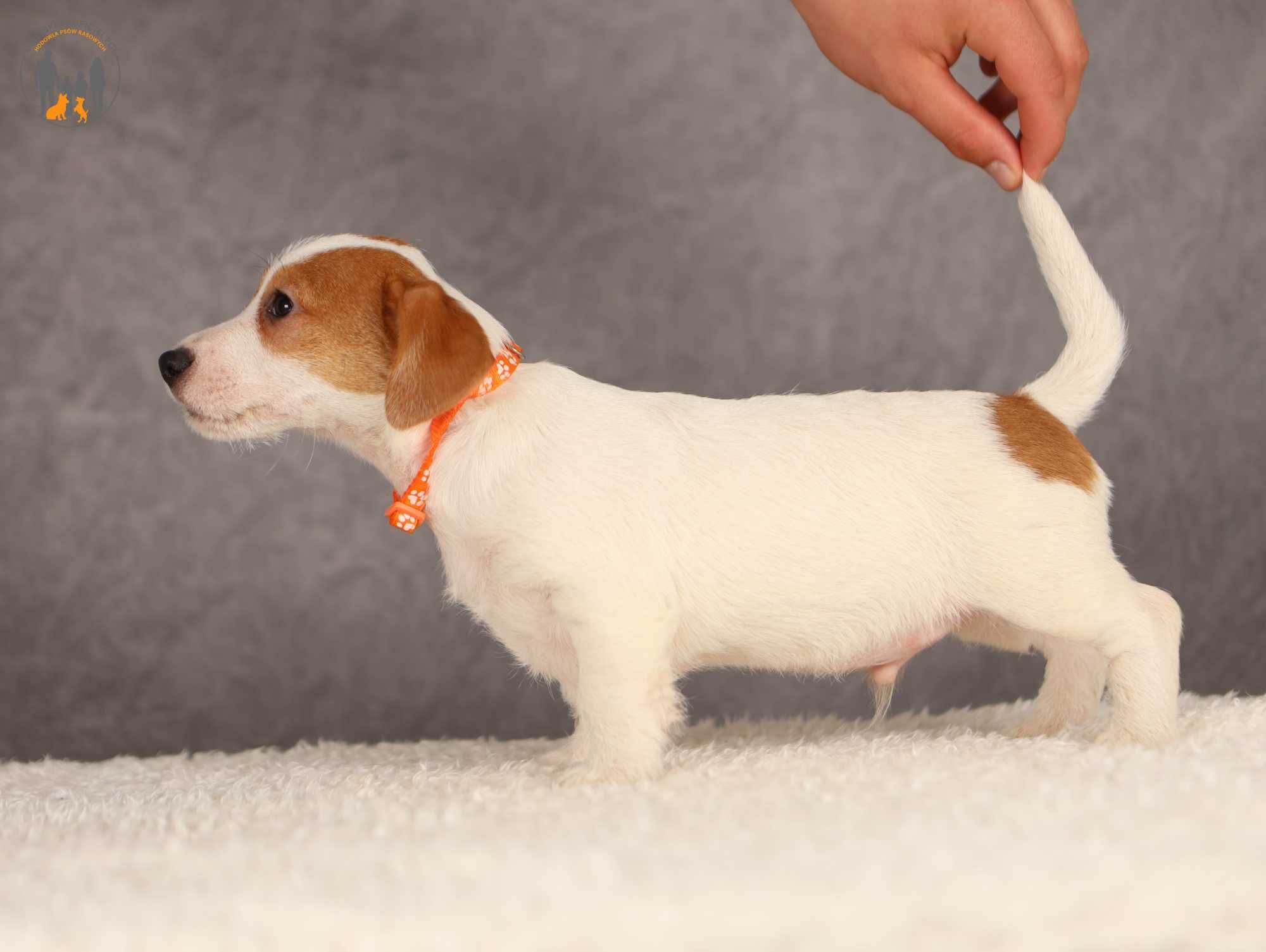 Jack Russell Terrier ZKwP FCI piękny piesek