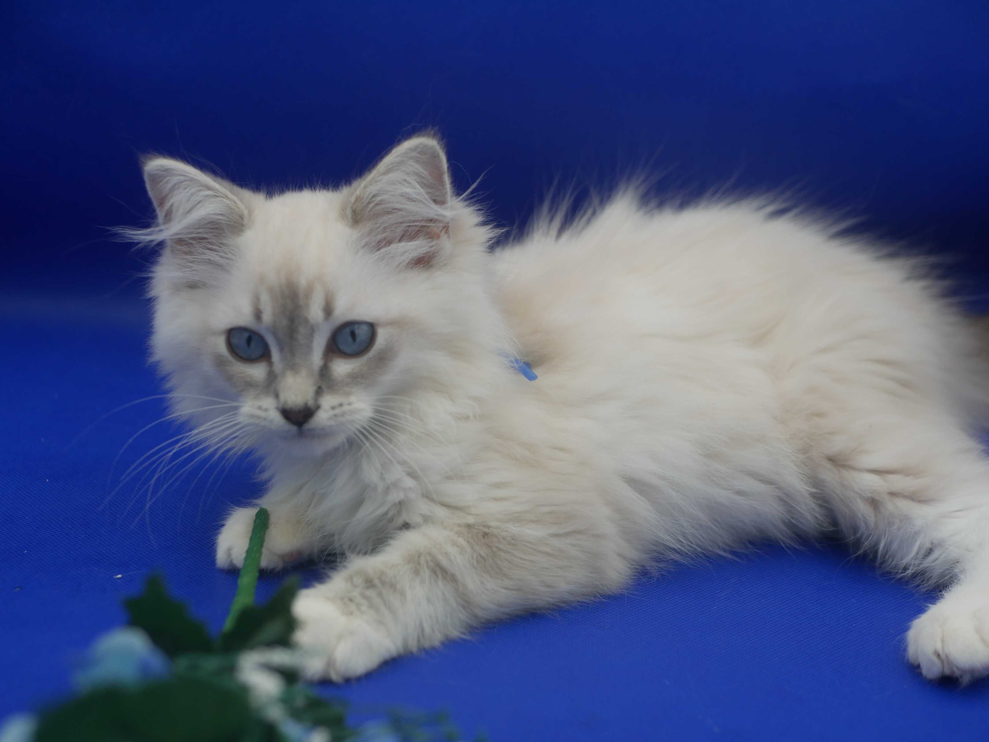 Kot Ragdoll, rasowy rodowodowy FPL FIFE
