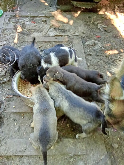 Щенята родились 9.08 в чергу их мама. метис овчарки длинношерстной.
