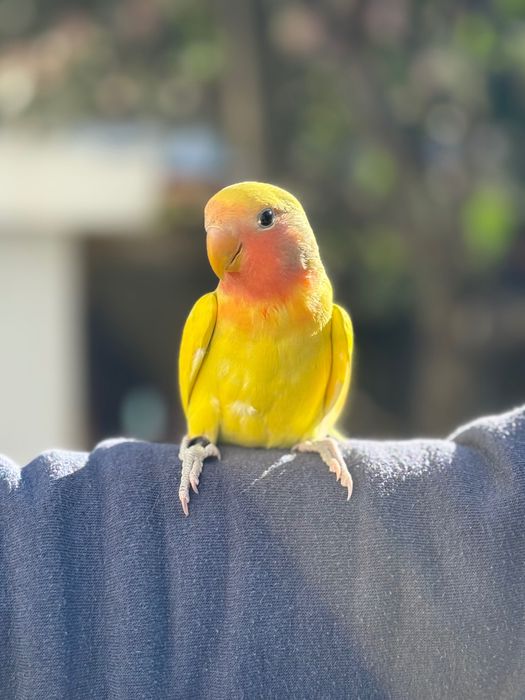Agaporni domesticado