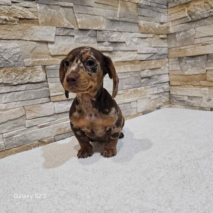 Jamnik miniaturowy krótkowłosy suczka choco merle