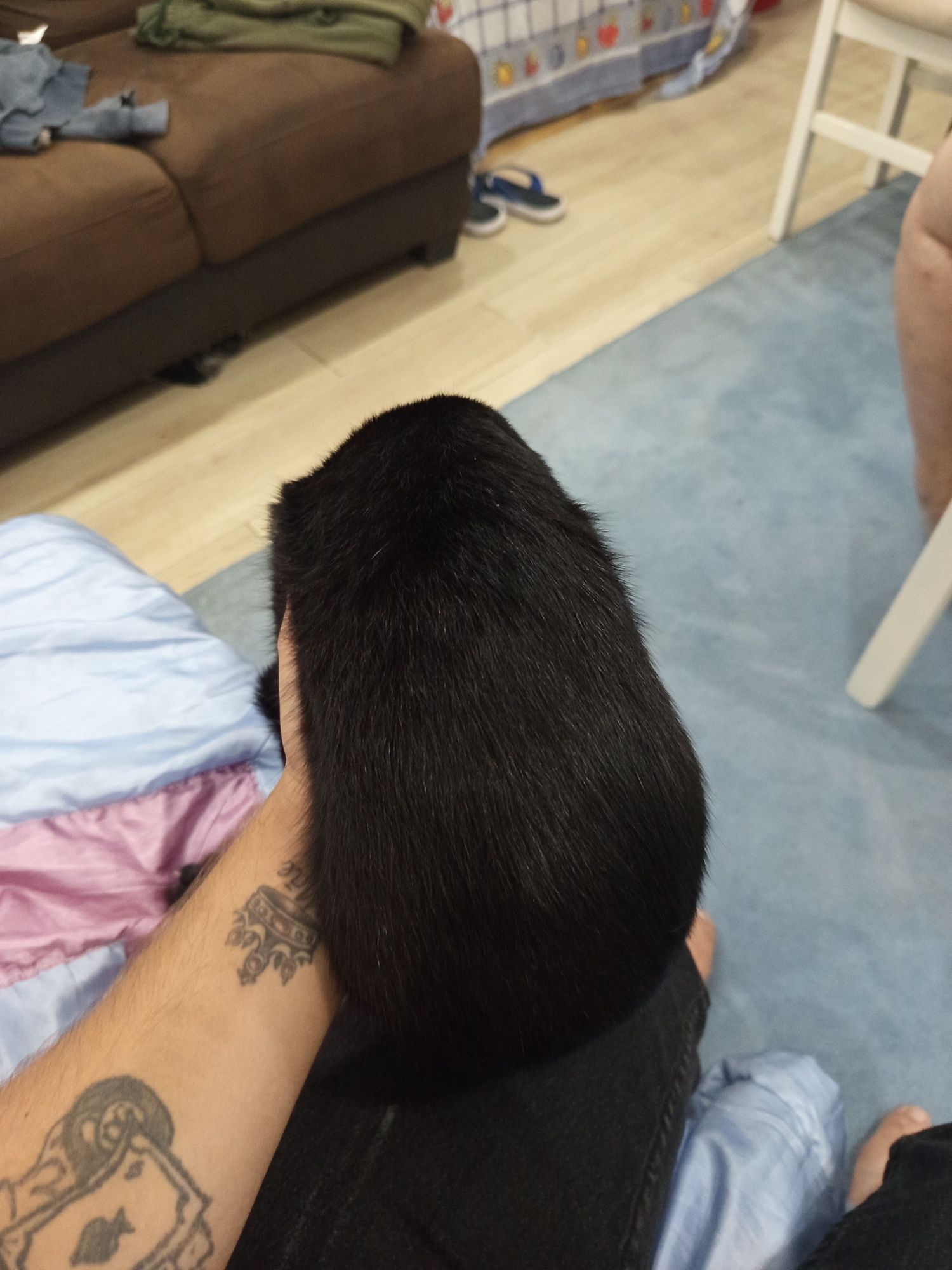 Dou um gato 7 meses