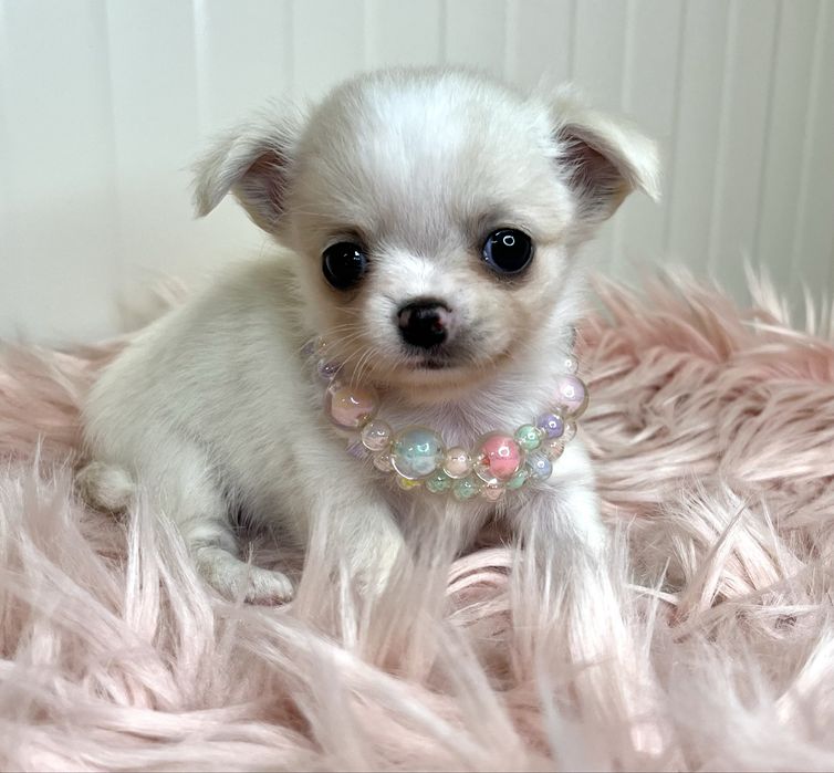 Chihuahua Femea disponivel