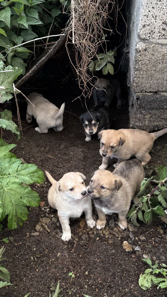 Віддамо песиків/собак в добрі руки