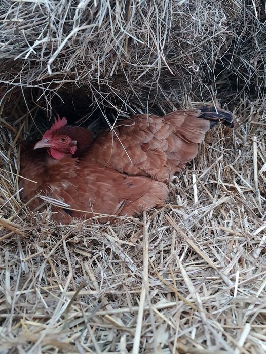 Jajka wiejskie od wolnych kurek