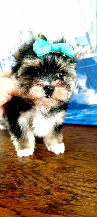 York , Yorki - Mini  piesek   Yorkshire Terrier  z rodowodem .