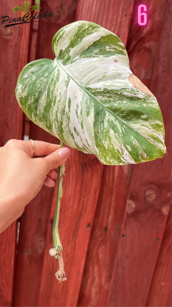 Monstera variegata roślina pięknie wybarwiona