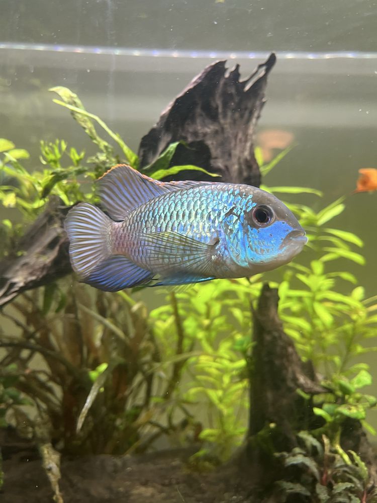 Acará Azul (Andinoacara pulcher) fêmea