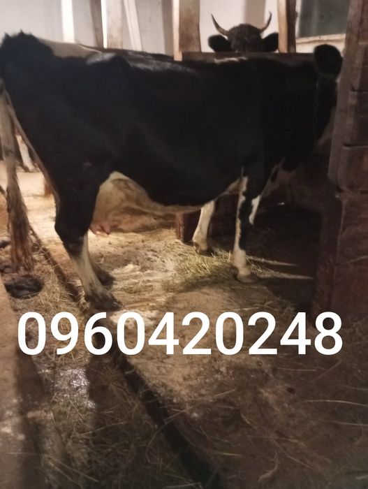 Продається добра корова