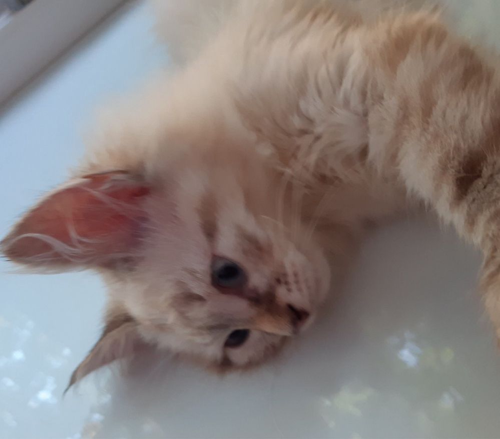 Срочно Котики ищут дом