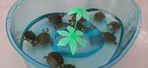 żółw hieroglifowy + terrarium