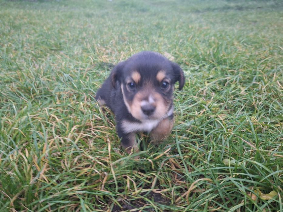 Sucka do oddania. Gotowa do odbioru.