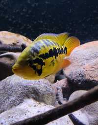 Parachromis friedrichsthalii (ex loisellei)