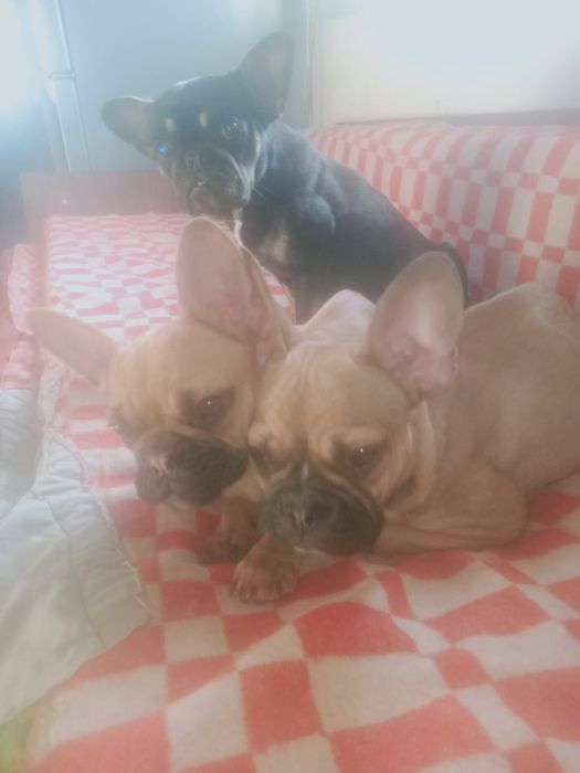 Продам французкие бульдожки. Цена минимальная.