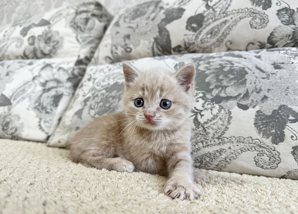 Бусинки Шикарные в Киеве