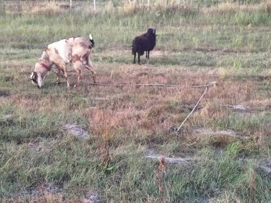 Zamiana na inne owcę