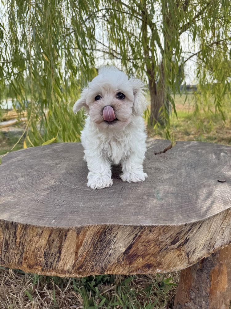 Bichon Maltês fofinho