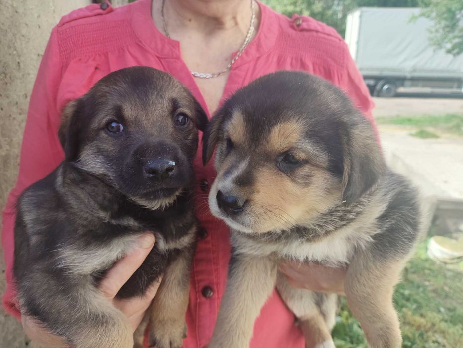 Віддам в добрі руки цуценят - лабрадворчиків