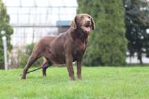 Labrador Retriever - suka czekolada