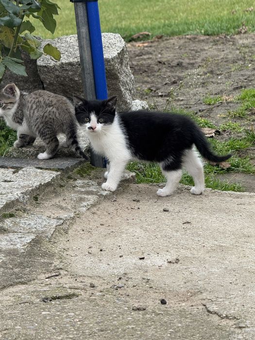 Kociaki szukaja domu