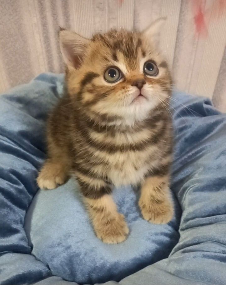 Шотландские котята
