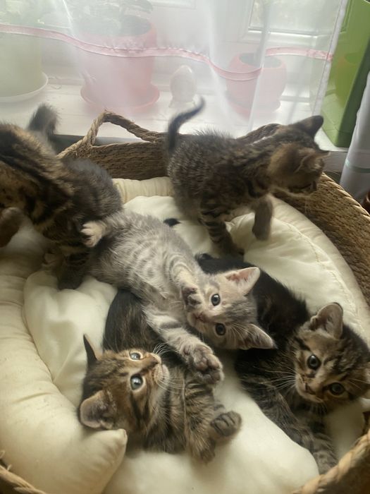 кошенятка відаю у добри руки