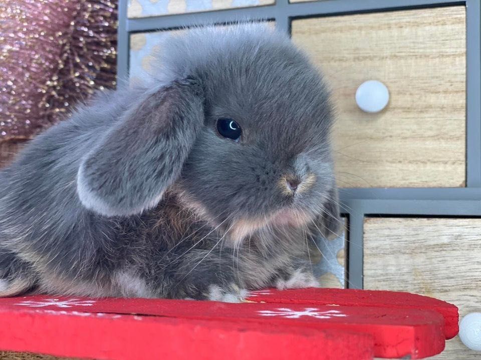 Mini lop z odbiorem na 20.12 króliczki mini lopy dowóz