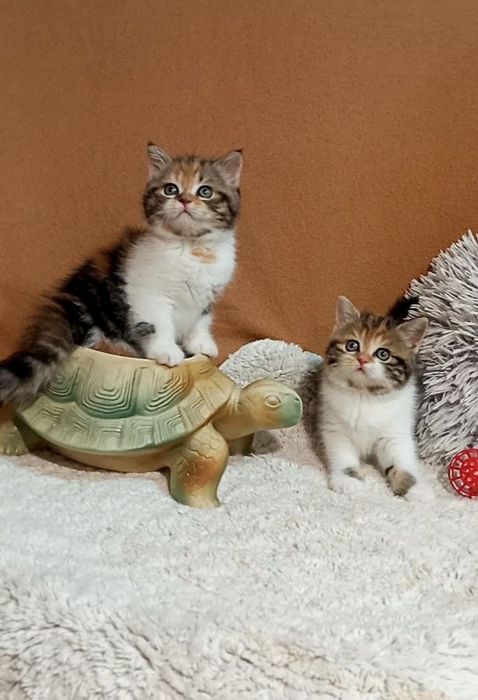 Котята : Милашки - коточерепашки .