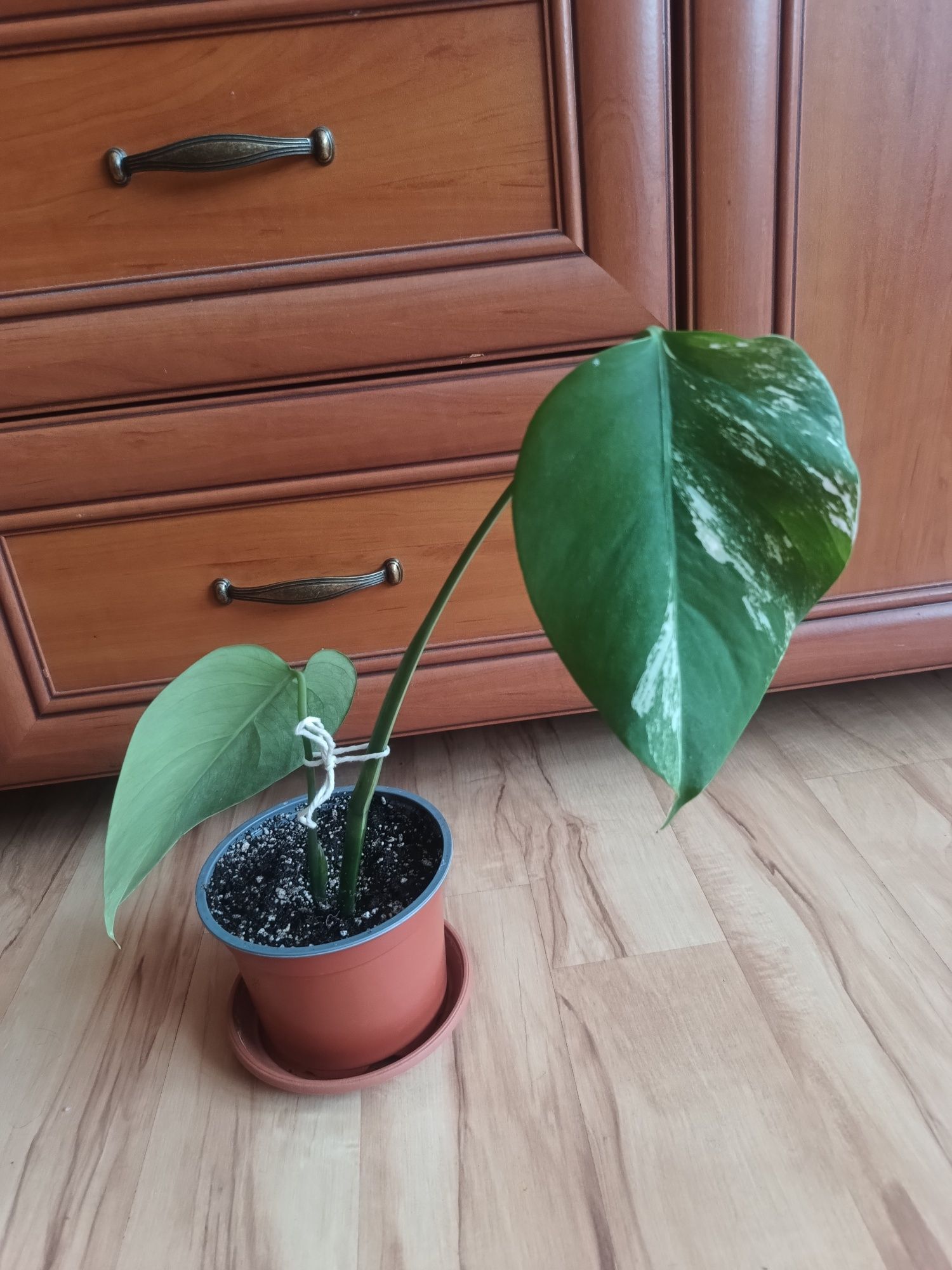 Monstera dziurawa variegata kolekcjonerska