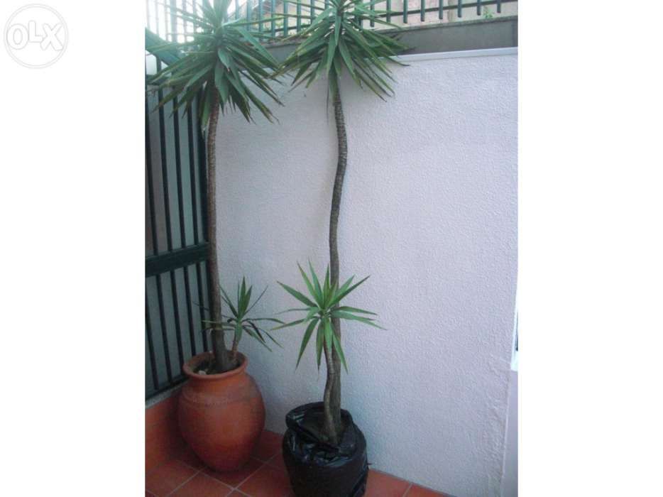 Plantas Yucas - Grandes