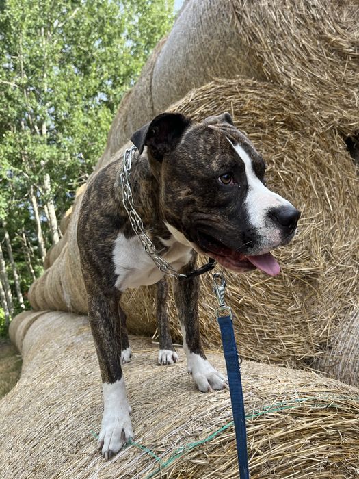 Amstaff do oddania