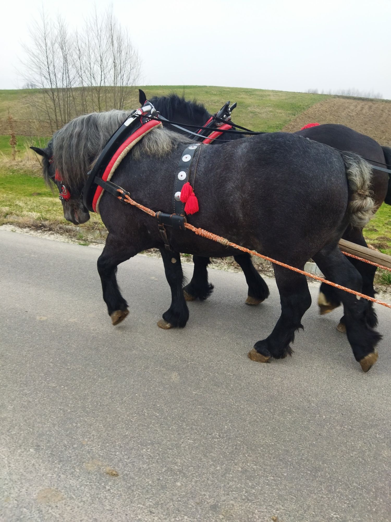 Sprzedam ogirka na trzecim roku