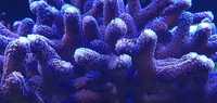 Koralowiec Stylophora Pistillata Milka Koralowce