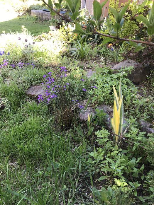 Многолетние цветы и кустарники.  Мордовник   Эпимедиум. Физостегия.  .