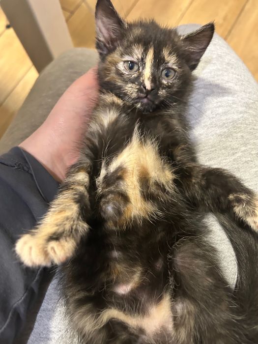 Małe kotki za darmo